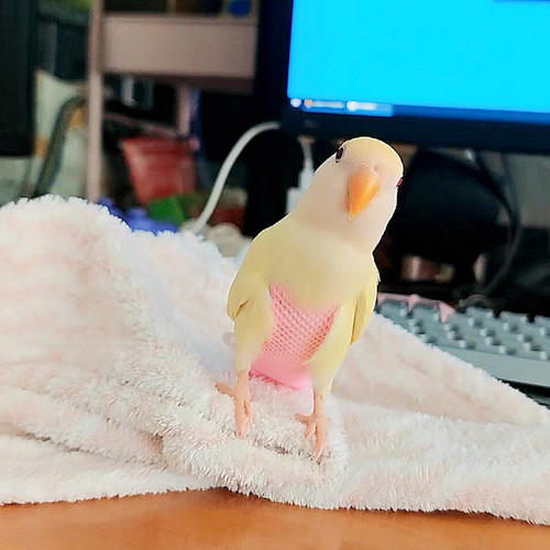 夏季鹦鹉鸟用尿不湿立体款固定肩带防水可调节大容量屎兜尿裤超薄