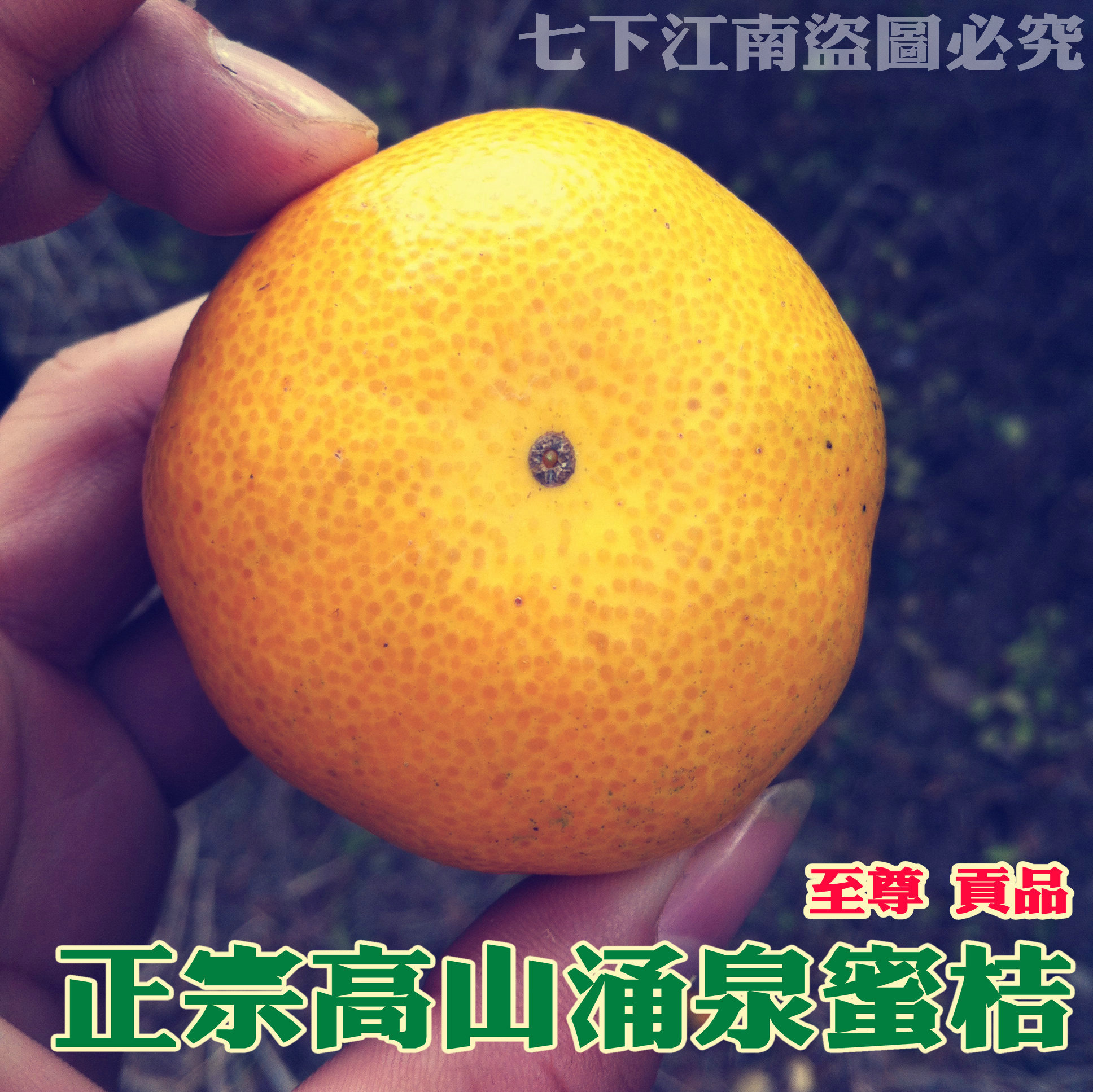 正宗贡品浙江临海涌泉蜜桔新鲜水果无核桔子特产无籽孕妇水果整箱