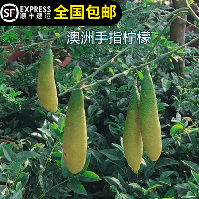 澳洲手指柠檬苗指橙四季开花结果