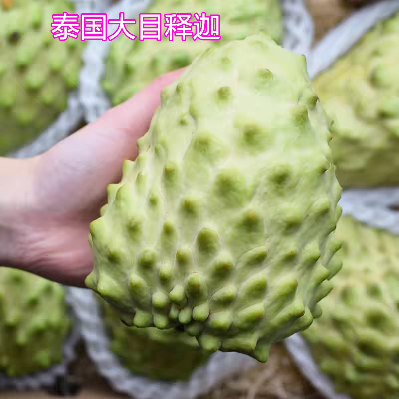 泰国大目释迦苗牛奶释迦树苗大果肉多纯甜带土带叶15年淘宝老店