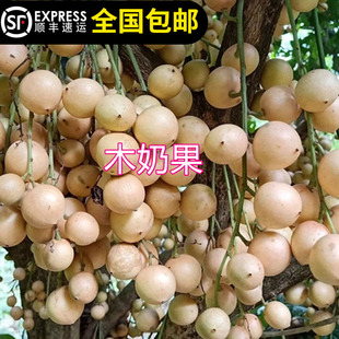 木奶果苗泰国木奶果树苗果多多阳台庭院盆栽绿植带土带叶15年老店