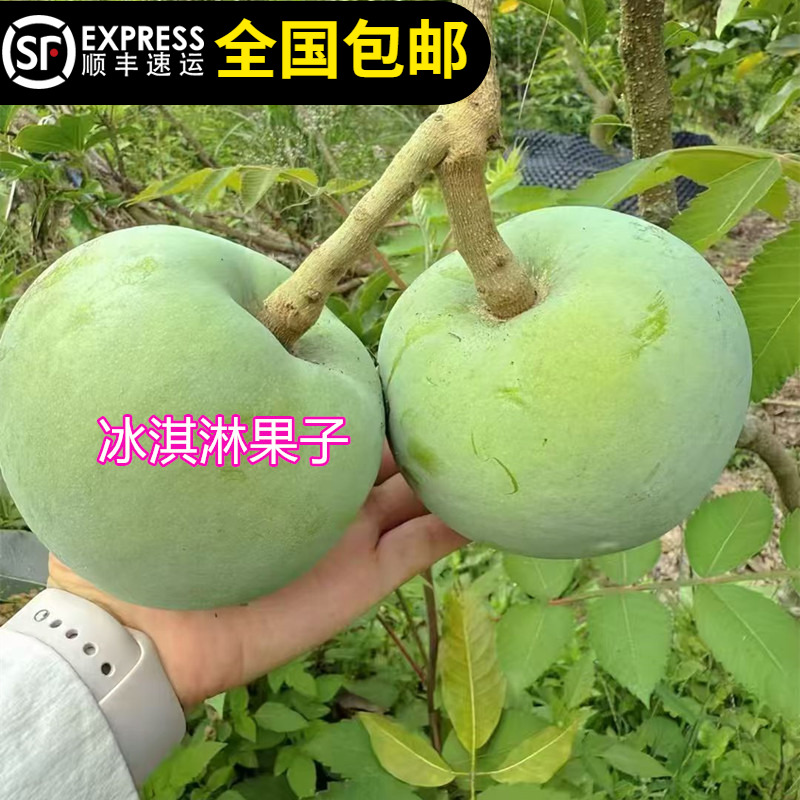 黑柿子盆栽地栽果树南北方柿子苗