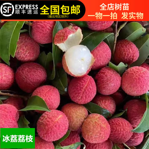 荔枝苗冰荔枝妃子笑仙进奉荔枝树苗优良品种甜美带土带叶15年淘宝