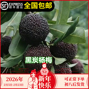 杨梅树苗东魁正宗嫁接黑炭杨梅苗盆栽南方地栽果苗东莞15年老店