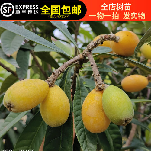 枇杷树苗五星大果枇杷果树苗嫁接南北种植带土带叶东莞15年老店