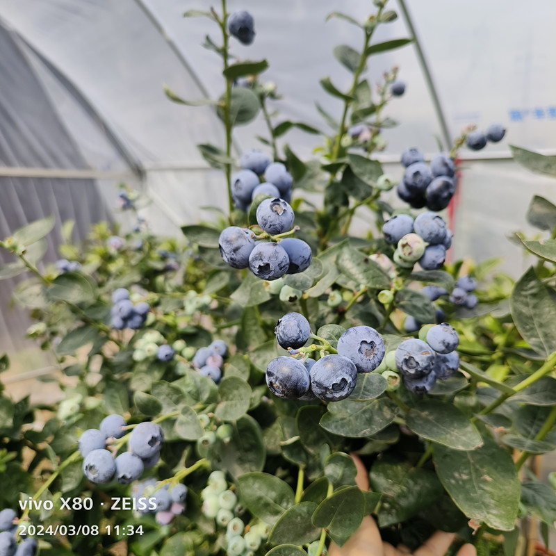 蓝莓苗优瑞卡大果蓝莓南北种植