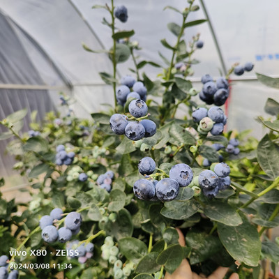 蓝莓苗优瑞卡大果蓝莓南北种植