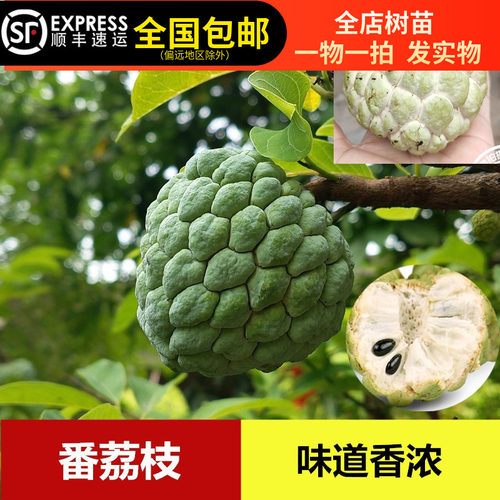 本地番鬼荔枝苗番荔枝味道香浓佛陀果佛头果树苗15年淘宝老店