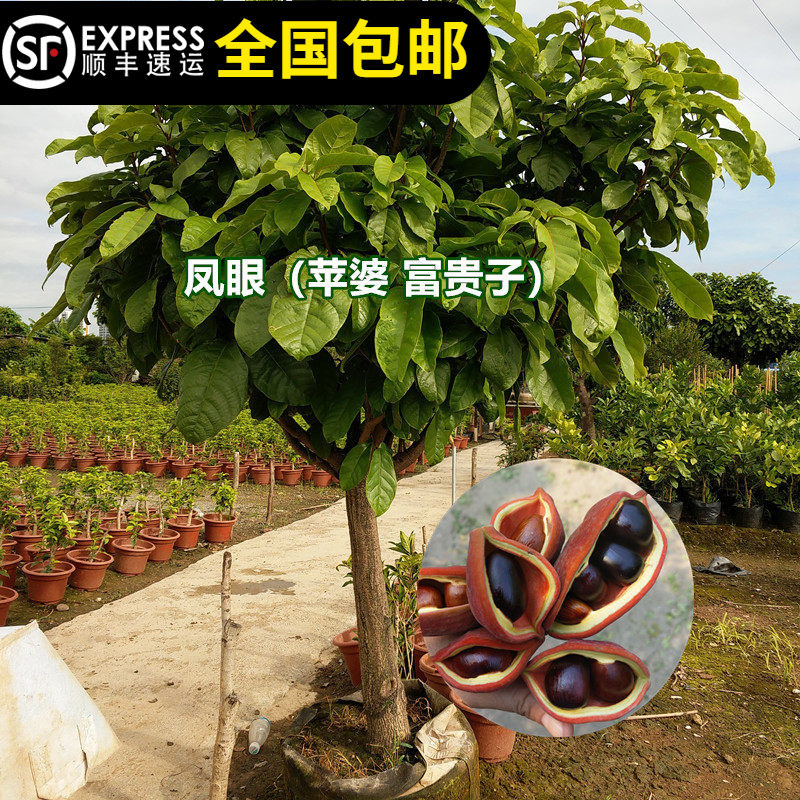 富贵子树苗凤眼果树苗苹婆果树苗频婆果树苗连盆叶土15年淘宝老店