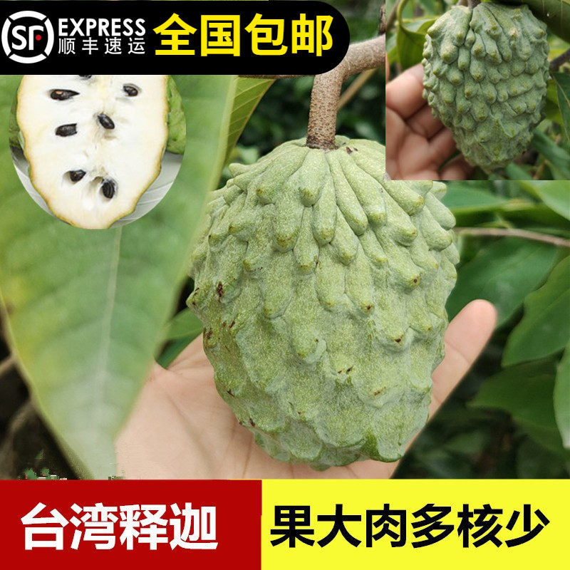 台湾凤梨释迦苗佛头果树苗释迦树带土带叶15年淘宝老店