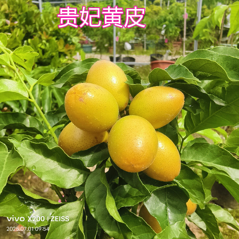 黄皮苗树嫁接贵妃黄皮香黄皮味鸡心果树苗带叶带土14年淘宝店