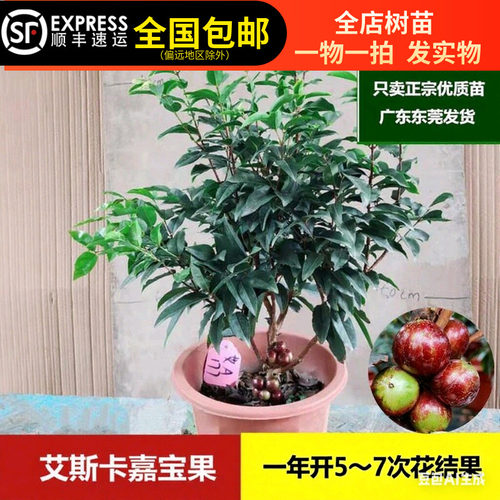 艾斯卡嘉宝果苗台湾树葡萄苗果树四季结果多香甜皮薄15年淘宝老店
