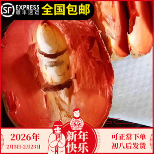 妈咪果苗嫁接树苗马加纳马梅果麻米果南北方种植盆栽耐寒15年老店