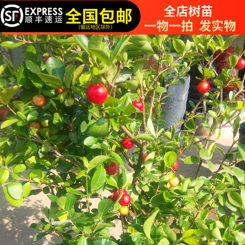 四季樱桃树苗印度针叶樱桃西印度车厘子四季结果15年淘宝老店