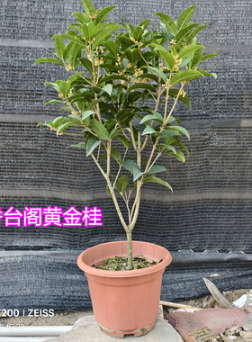 天香台阁黄金桂花苗黄色花香浓200天花期花朵可食用15年淘宝老店