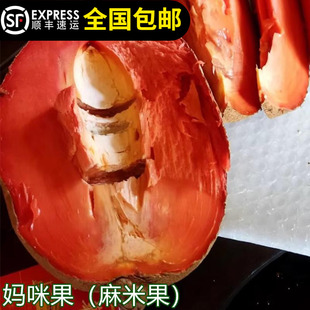 妈咪果苗嫁接树苗马加纳马梅果麻米果南北方种植盆栽耐寒15年老店