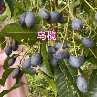 太平洋橄榄四季结果乌榄青橄榄树苗榄地载盆栽果树15年淘宝老店