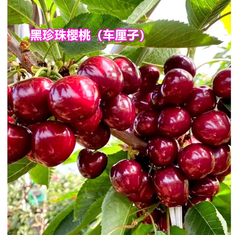 黑珍珠车厘子樱桃树苗南北方