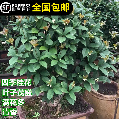 桂花四季桂花室内外春冬清香食用
