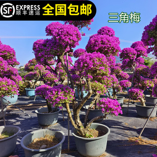 三角梅苗香水茶花十八学士茶花树盆栽阳台花卉庭院15年淘宝老店