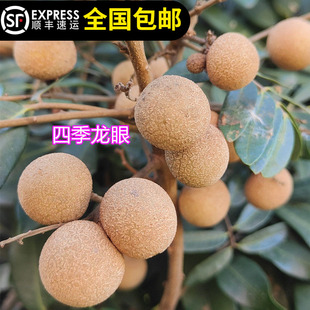 龙眼树苗桂圆水果树苗四季龙眼嫁接苗四季结果15年淘宝老店