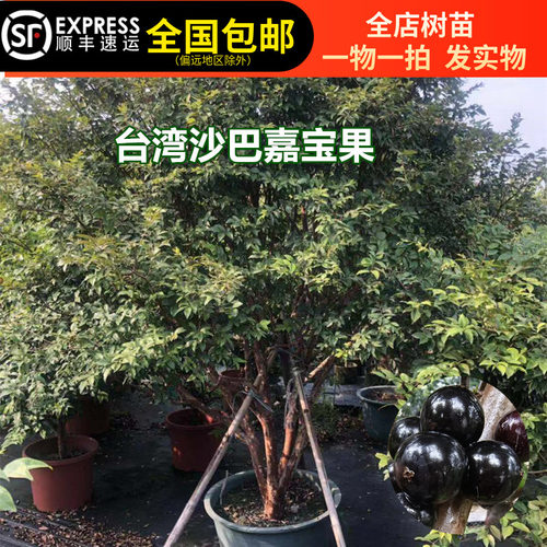 嘉宝果苗台湾沙巴嘉宝果苗树葡萄果树苗带土带叶东莞15年淘宝老店