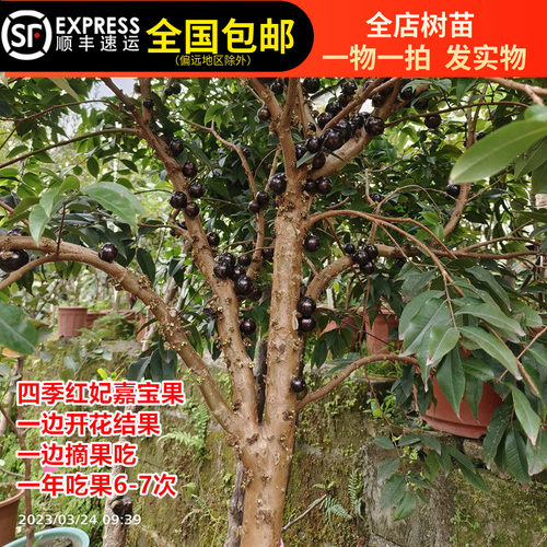 四季嘉宝果艾斯卡和红妃一年开5-7次花结果多次皮薄清甜常年吃果