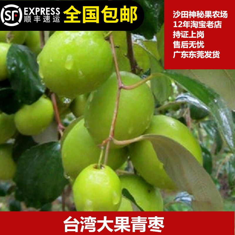 青枣枣树苗台湾牛奶大果枣