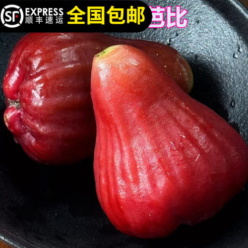 莲雾台湾黑珍珠东莞嫁接苗