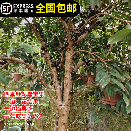 四季嘉宝果艾斯卡和红妃一年开5-7次花结果多次皮薄清甜常年吃果