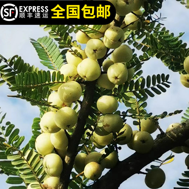 油甘果树苗容易生长甘甜回味甜