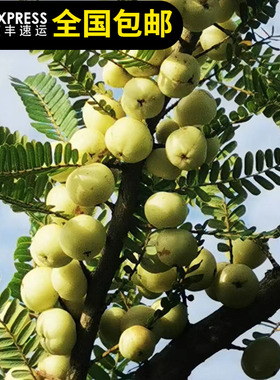 油甘果树苗余甘果滇橄榄果油柑果牛甘果酸水果甘子苗容易种植有花
