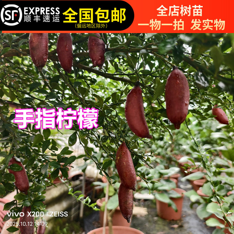 柠檬苗树澳洲手指柠檬血柠檬指四果树种子/种苗