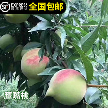 鹰嘴桃苗嫁接树苗大果脆肉可口清甜南北方可种盆地种14年淘宝老店