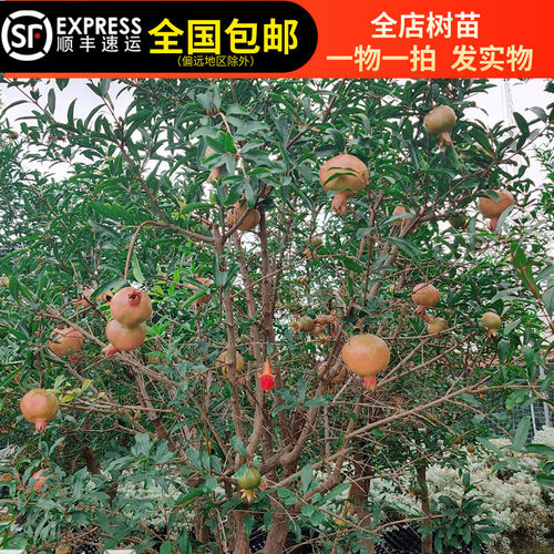 石榴树苗南方四季大果石榴苗四季容易结果清甜东莞15年老店