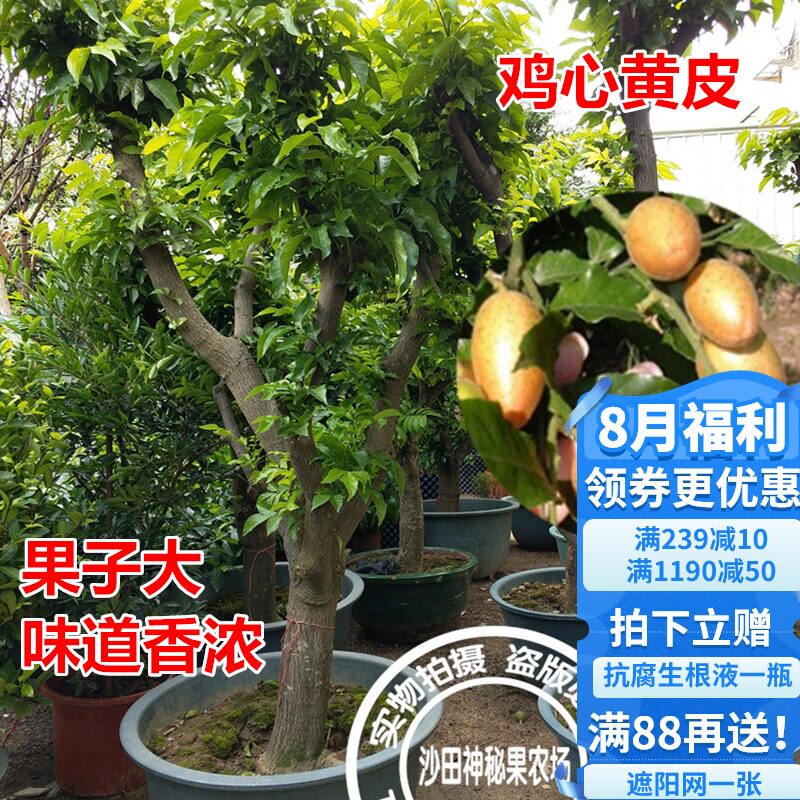 黄皮树 价格 怎么样 图片