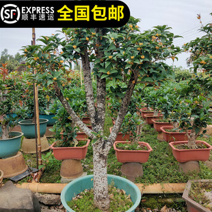 天香台阁黄金桂花苗黄色花香浓200天花期四季 桂花清香花朵可食用