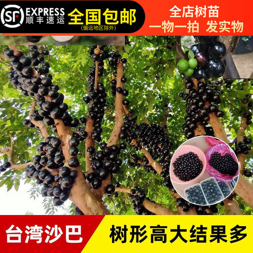 嘉宝果台湾沙巴嘉宝果树葡萄树苗8年树南北方种植15年淘宝老店