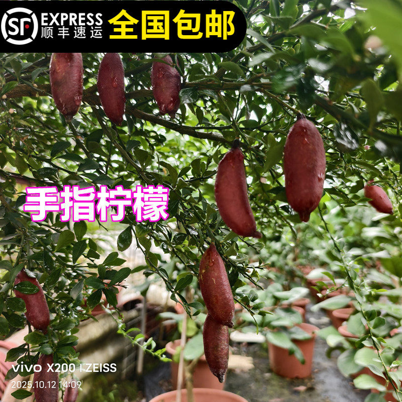 柠檬苗树澳洲手指柠檬血柠檬指四季结果带土带叶15年淘宝老店