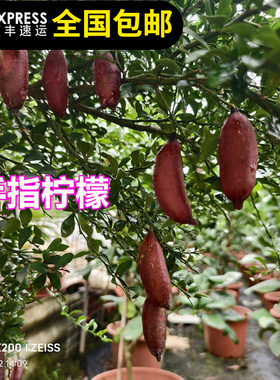 柠檬苗树澳洲手指柠檬血柠檬指四季结果带土带叶15年淘宝老店