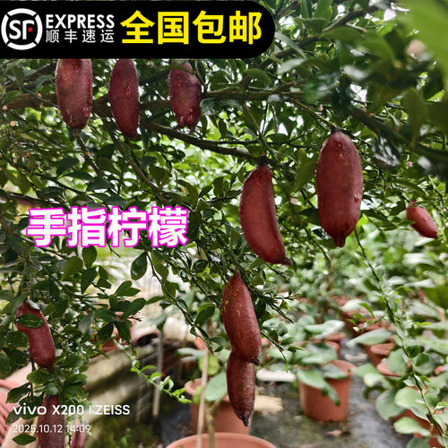 柠檬苗树澳洲手指柠檬血柠檬指四季结果带土带叶15年淘宝老店