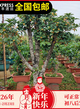 天香台阁黄金桂花苗黄色花香浓200天花期四季桂花清香花朵可食用