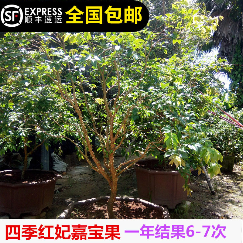 四季红妃早生嘉宝果树苗台湾树葡萄果树苗5年树当年结果