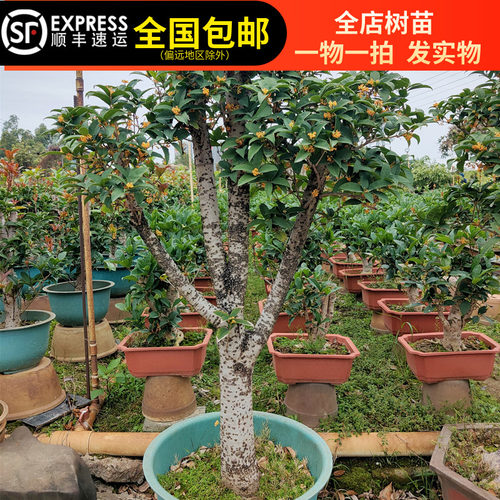 黄金桂天香台阁200天花期香浓