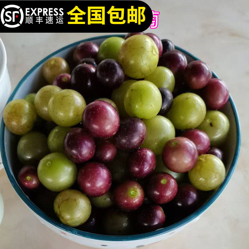 美国圆叶葡萄苗红宝石微红莓红富士葡萄寒香蜜葡萄夏黑葡萄巨峰