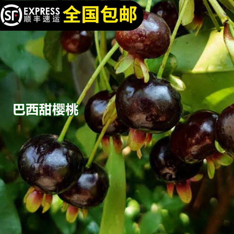 巴西甜樱桃树苗果树苗结果树巴西车厘子带土带叶东莞15年淘宝老店