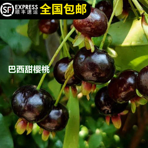 巴西甜樱桃树苗果树苗结果树巴西车厘子带土带叶东莞15年淘宝老店