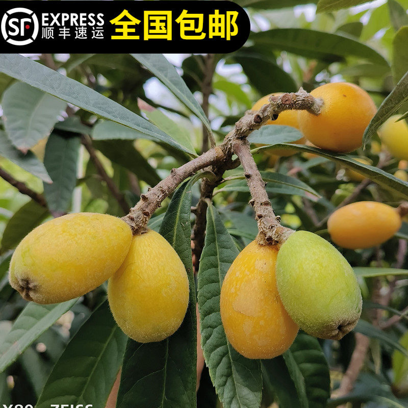 枇杷树苗五星大果枇杷果树苗嫁接南北种植带土带叶东莞15年老店