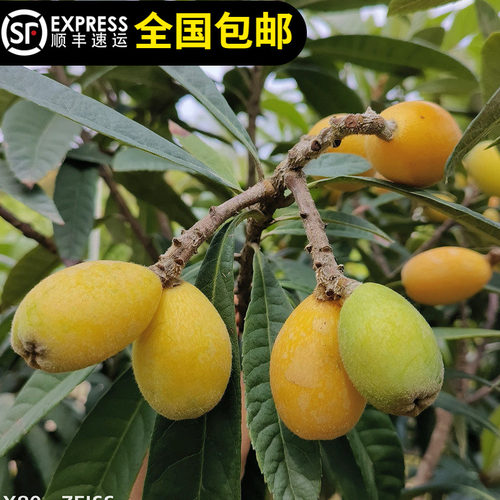 枇杷树苗大五星枇杷果树当年种