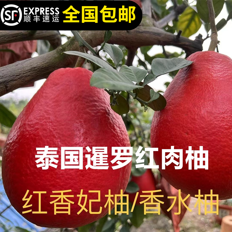 泰国暹罗红肉柚沙田柚苗青皮红宝石肉柚子苗红香妃香水柚果嫁接苗